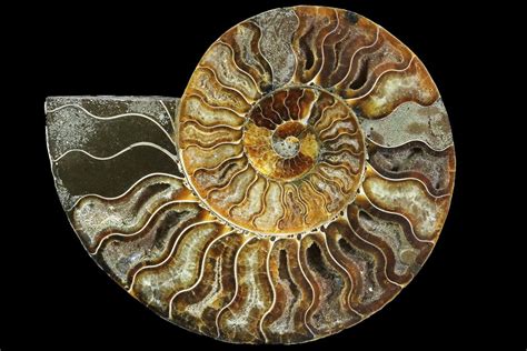 are ammonite fossils worth money.